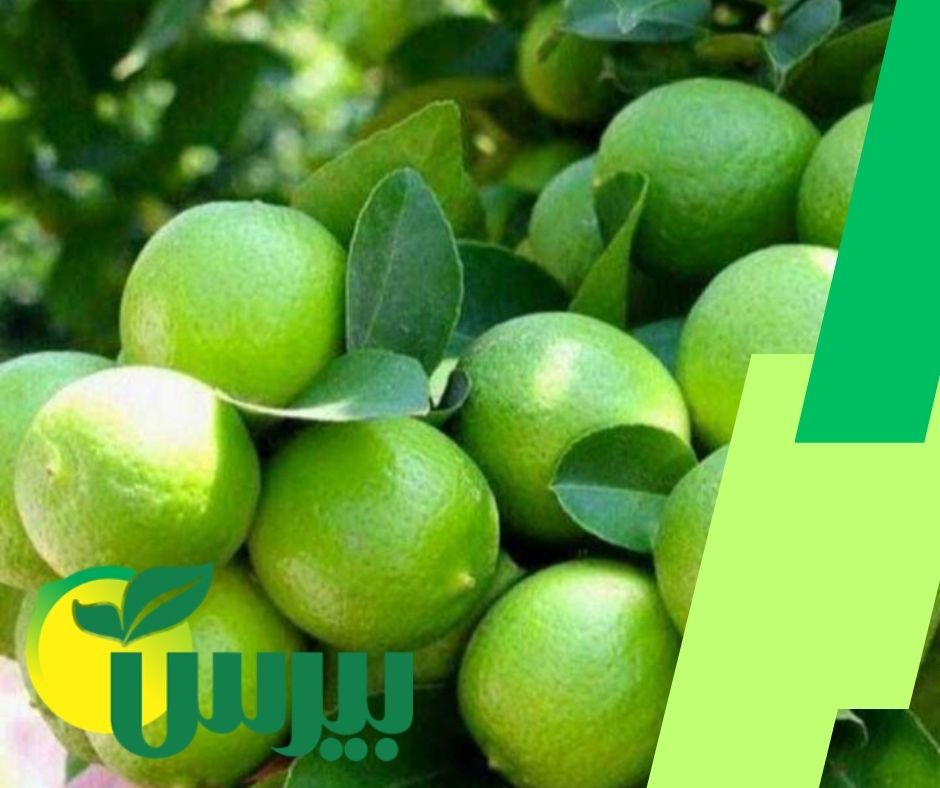 عرضه کننده اصلی انواع لیمو ترش جهرم با کیفیت مرغوب