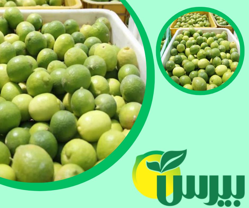 خرید لیمو ترش جهرم، بهترین نوع و با کیفیت صادراتی